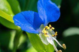 Image result for Campanula strigosa