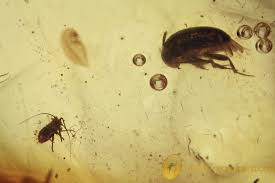 Attēlu rezultāti vaicājumam “Leiodidae larva”