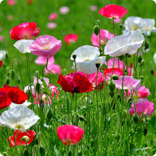 Image result for Papaver rhoeas 'Shirley'