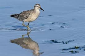 Attēlu rezultāti vaicājumam “Calidris canutus”
