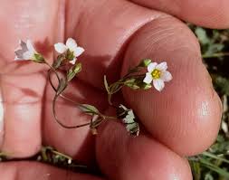 Attēlu rezultāti vaicājumam “Linum catharticum flower”
