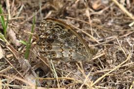 Attēlu rezultāti vaicājumam “Lasiommata megera”