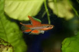 Image result for Aphyosemion