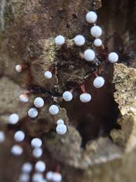 Attēlu rezultāti vaicājumam “Physarum gravidum”