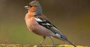 Attēlu rezultāti vaicājumam “Fringilla coelebs”