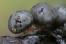 Attēlu rezultāti vaicājumam “Diderma umbilicatum”