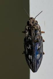 Attēlu rezultāti vaicājumam “Chalcophora mariana”