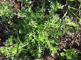 Attēlu rezultāti vaicājumam “Enteridium liceoides young”