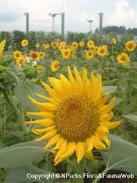 Attēlu rezultāti vaicājumam “Helianthus annuus fruit”