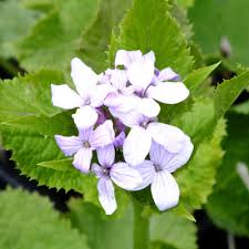 Attēlu rezultāti vaicājumam “Lunaria rediviva flower”