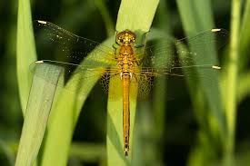 Attēlu rezultāti vaicājumam “Sympetrum flaveolum”