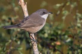 Image result for Sylvia hortensis