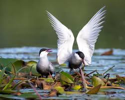 Attēlu rezultāti vaicājumam “Chlidonias hybrida”