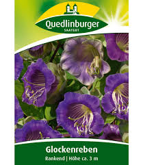 Image result for Glockenrebe