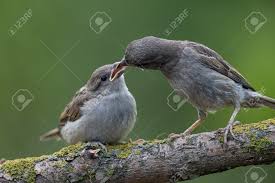 Attēlu rezultāti vaicājumam “Passer domesticus juvenile”