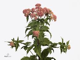 Attēlu rezultāti vaicājumam “Eupatorium cannabinum flower”