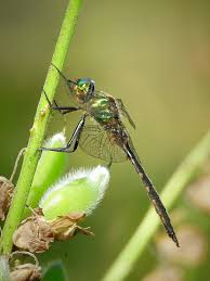 Attēlu rezultāti vaicājumam “Somatochlora flavomaculata”