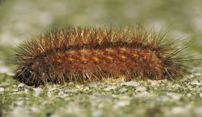 Attēlu rezultāti vaicājumam “Phragmatobia fuliginosa larva”