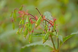 Attēlu rezultāti vaicājumam “Impatiens glandulifera fruit”