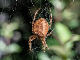 Attēlu rezultāti vaicājumam “Araneus diadematus”