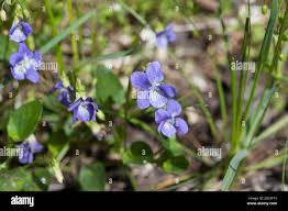 Attēlu rezultāti vaicājumam “Viola hirta leaf”