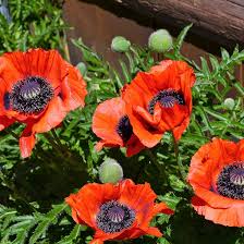 Attēlu rezultāti vaicājumam “Papaver orientale  flower”