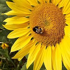 Image result for Sonnenblume
