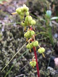 Attēlu rezultāti vaicājumam “Pyrola chlorantha leaf”