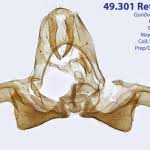 Attēlu rezultāti vaicājumam “Retinia resinella”