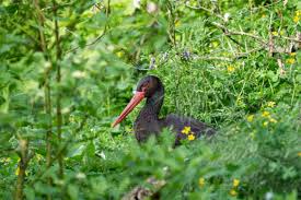 Attēlu rezultāti vaicājumam “Ciconia nigra”