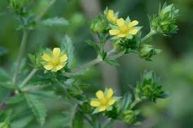 Attēlu rezultāti vaicājumam “Potentilla norvegica leaf”