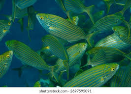 Image result for Sarpa salpa