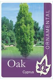 Attēlu rezultāti vaicājumam “Quercus robur Fastigiata”