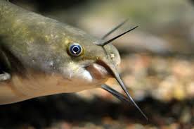 Image result for Ameiurus catus