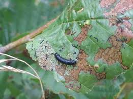 Attēlu rezultāti vaicājumam “Agelastica alni larva”