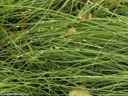 Attēlu rezultāti vaicājumam “Carex remota leaf”