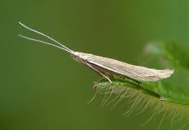 Attēlu rezultāti vaicājumam “Coleophora alticolella”