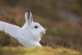 Attēlu rezultāti vaicājumam “Lepus timidus”