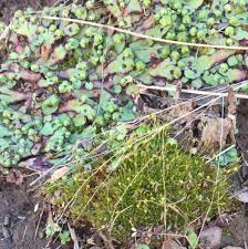 Attēlu rezultāti vaicājumam “Saelania glaucescens sporophyte”