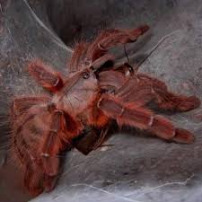 Attēlu rezultāti vaicājumam “Poecilochirus sp.”