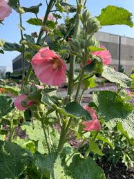 Attēlu rezultāti vaicājumam “Alcea rosea flower”