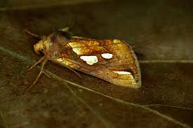 Attēlu rezultāti vaicājumam “Plusia festucae”