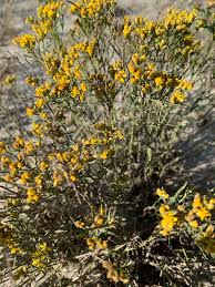 Image result for Agoseris major