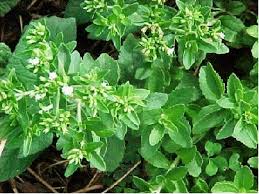 Image result for Stevia rebaudiana