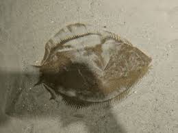 Image result for Platichthys flesus