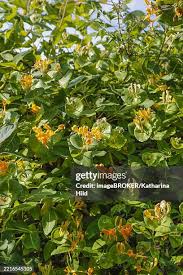 Attēlu rezultāti vaicājumam “Lonicera caprifolium”