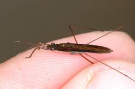 Attēlu rezultāti vaicājumam “Limnoporus rufoscutellatus”