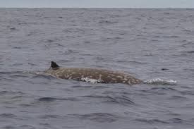 Image result for Ziphius cavirostris