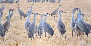 Image result for Grus canadensis