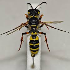 Attēlu rezultāti vaicājumam “Cerceris arenaria”